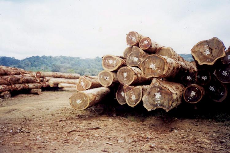 Mabanda : sept exploitants forestiers gabonais interpellés par des militaires congolais
