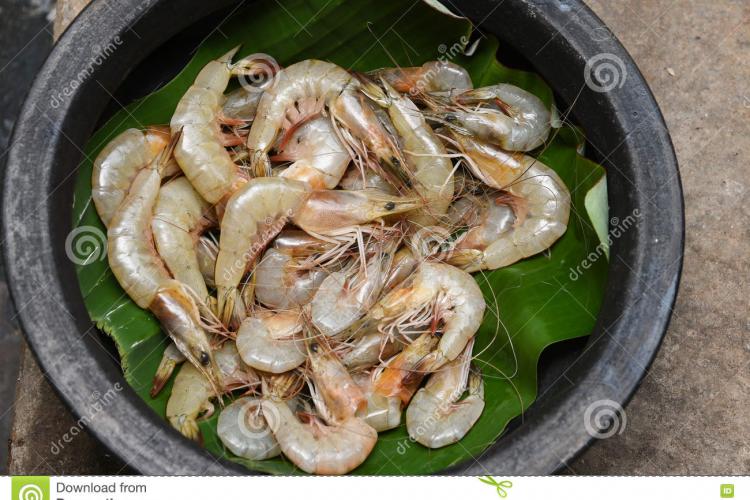 Ressources halieutique : le Gabon va évaluer son stock de crevettes côtières