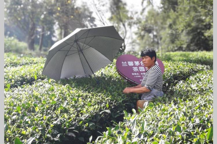 9h Guizhou : Sur les pistes rurales du thé