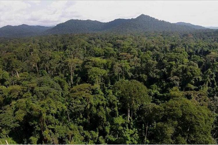 Forêts tropicales : L’alerte de Lee White