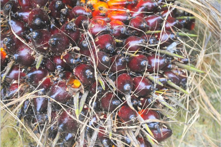 Aviculture : la boue d'huile de palme pour nourrir la volaille