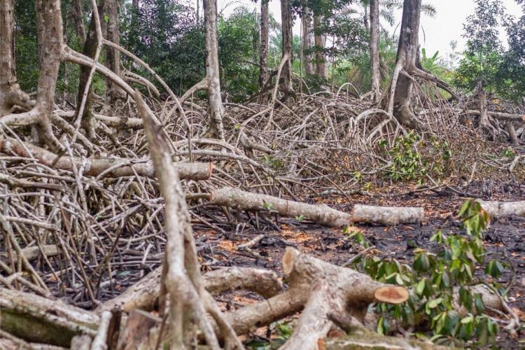 Destruction de la mangrove à Akanda : les auteurs interpellés