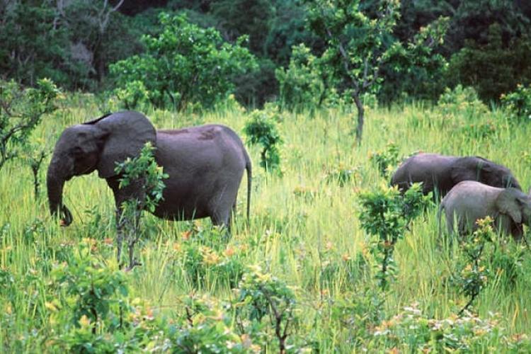 Biodiversité : le Gabon, un éden avec ses 23,7 millions d’hectares de forêt