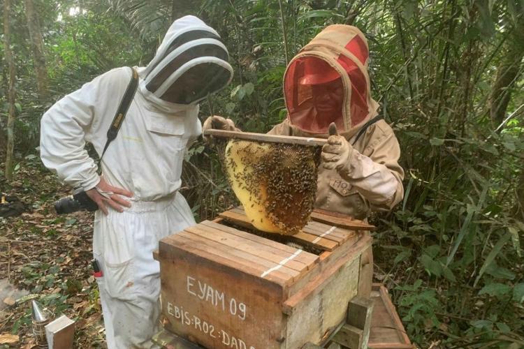  Apiculture : encourager les communautés locales dans l'élevage des abeilles