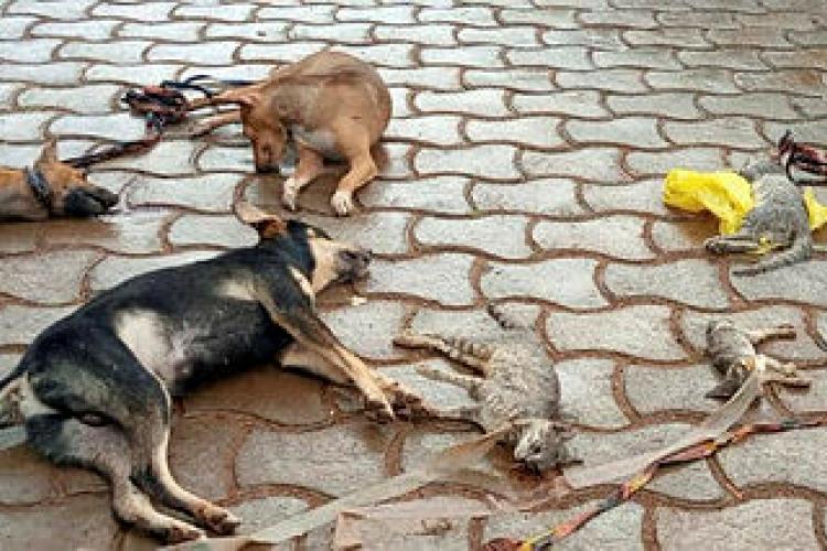 Tchibanga : Il empoisonne des chiens qui perturbaient son sommeil