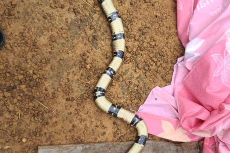 Moulengui-Binza : morsure de serpent mortelle au village Dilemba