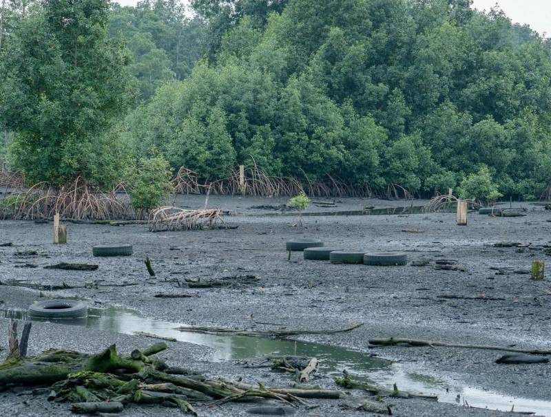 Mangrove de Mindoubé 