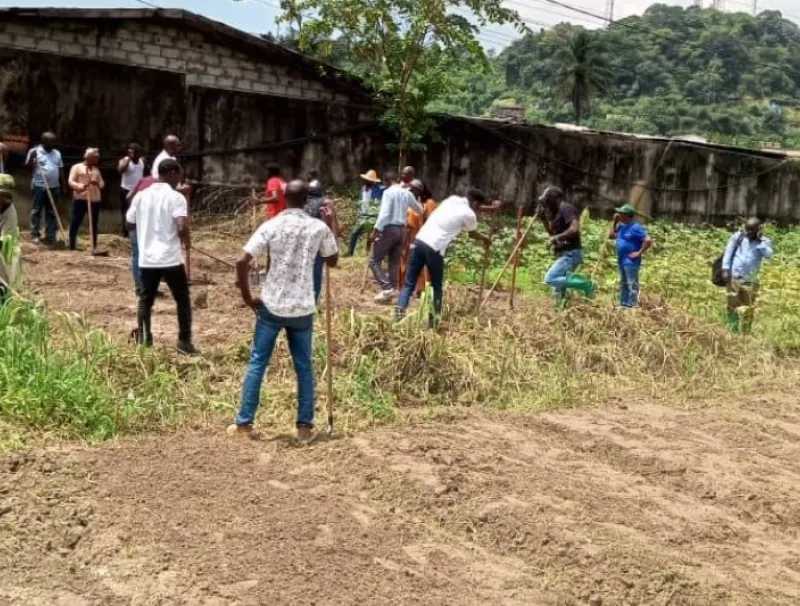 Aviculture : le Gabon veut former 40 000 professionnels
