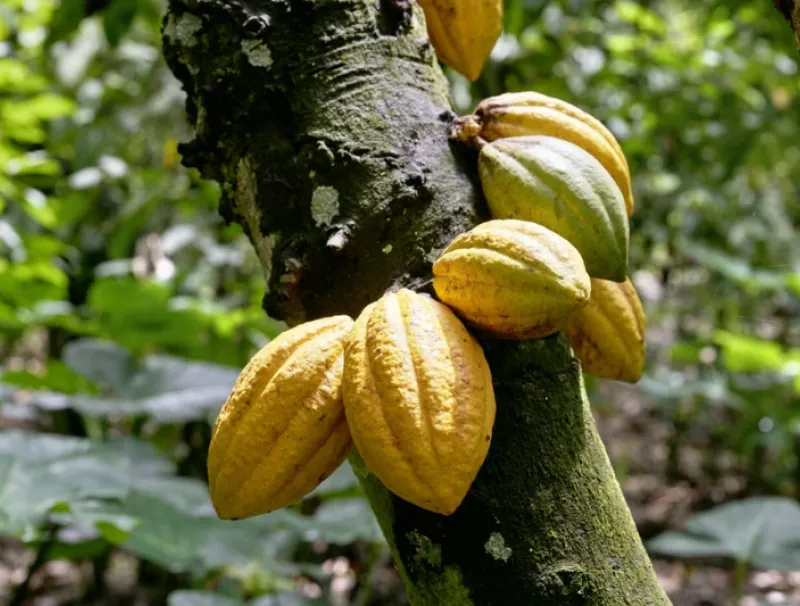 Cacao au Ghana