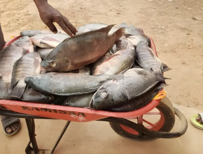 Carpe de lambaréné