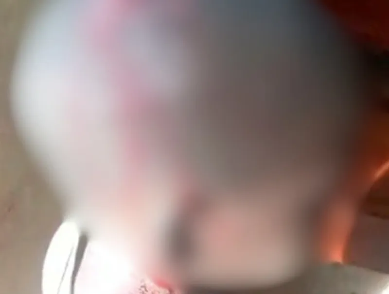 L’élève tel qu’il est arrivé en classe le matin de la commission des faits