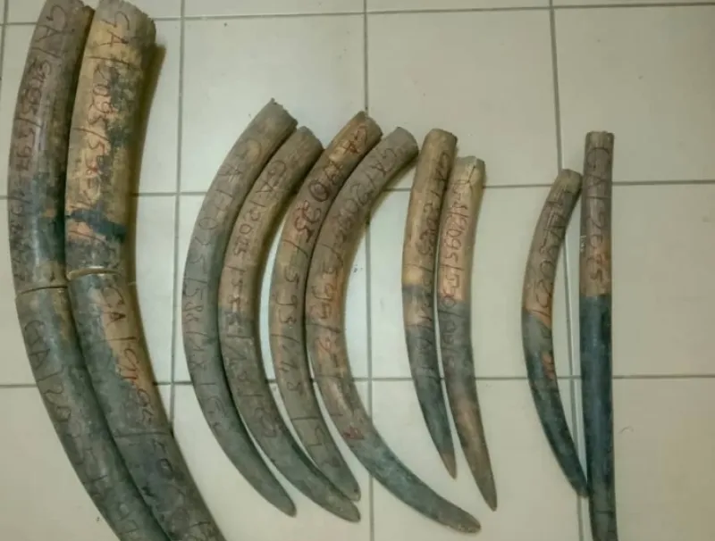 Les pointes d’ivoire saisies