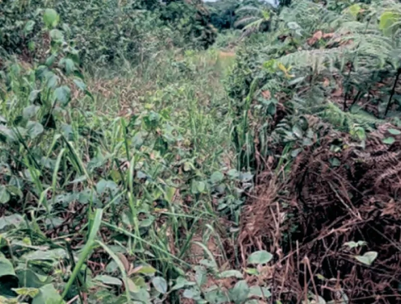 Makouké
