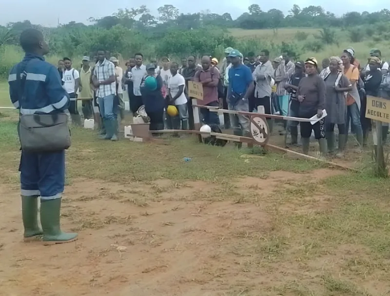 Les nouvelles recrues et les anciens récolteurs sur le site de rassemblement d'Olam à makouké