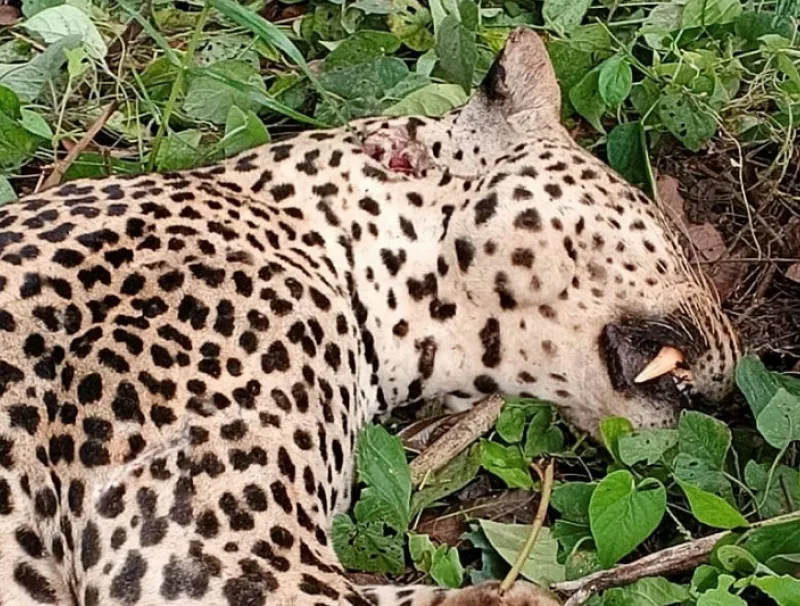 La panthère abattue à Ndangui