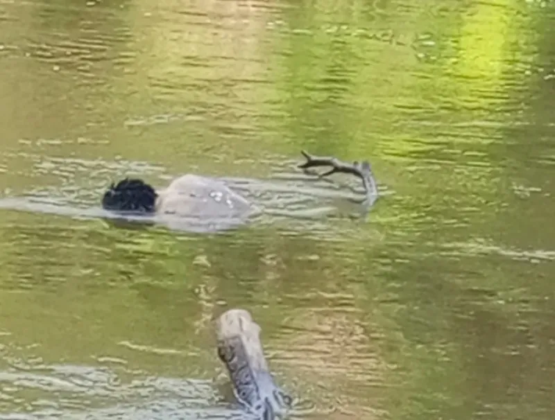 Le corps de Yarel a été retrouvé le lendemain de la noyade flottant sur les eaux de la Sébé