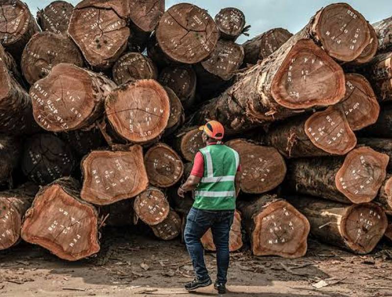 Forêt-Bois : 20 milliards pour relancer la filière