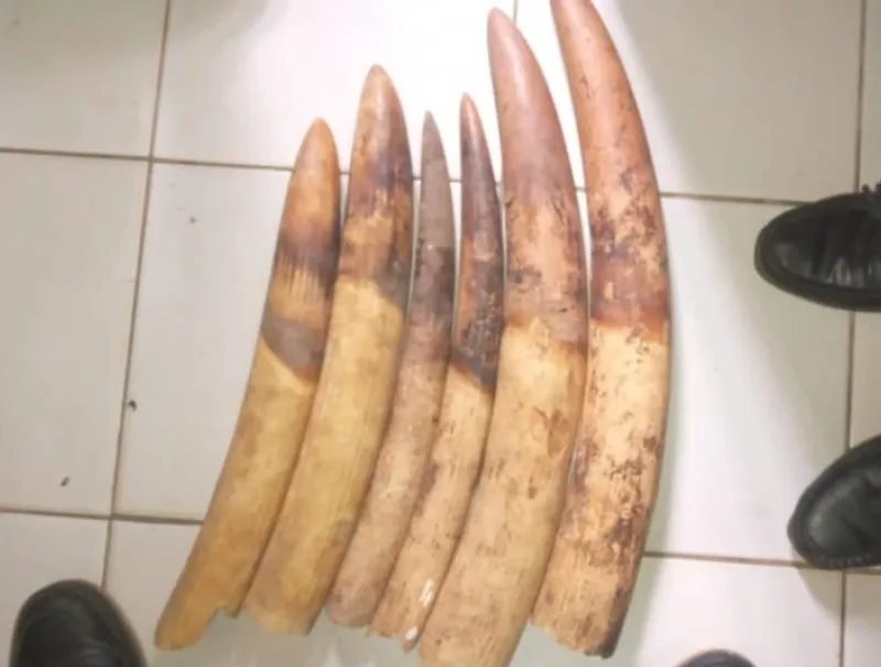 Les pointes d’ivoire saisies