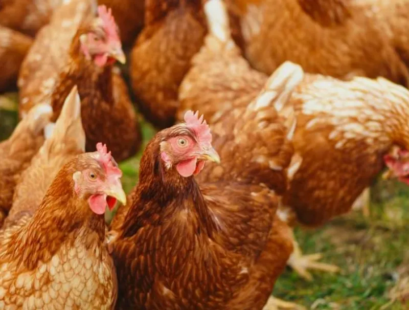 Le gouvernement veut booster la production avicole. © DR