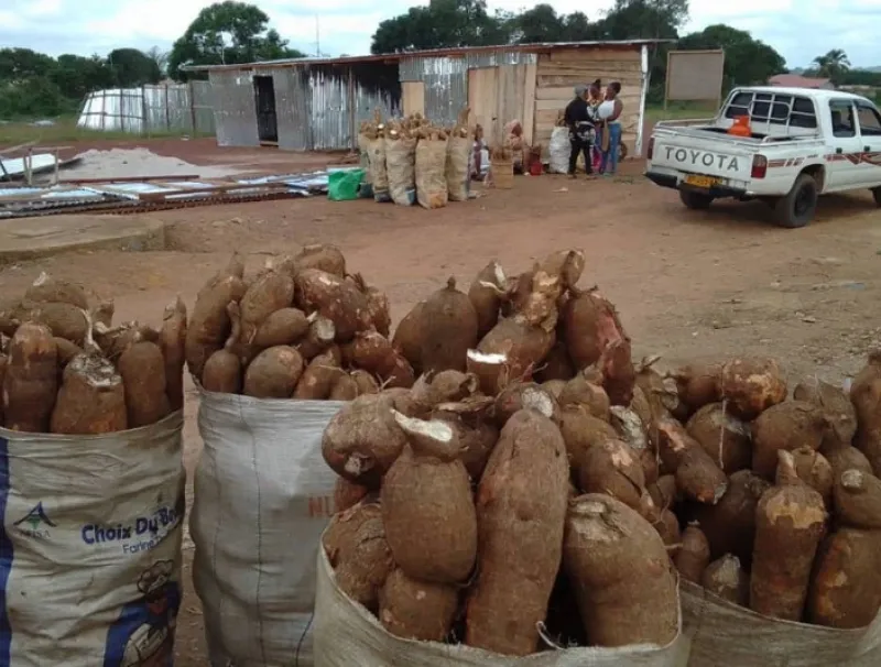 Les vendeuses de tubercules de manioc de Bitam peinent à s’en sortir face aux taxes.