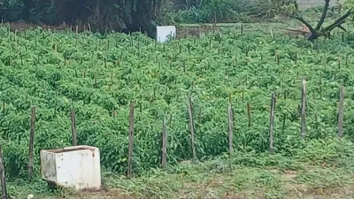Agroécologie au Gabon