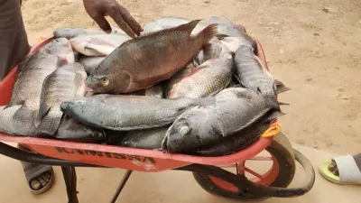 Carpe de lambaréné