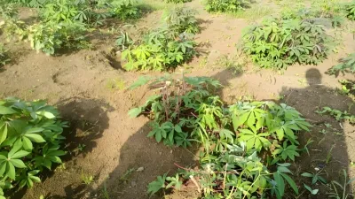 Exploitation agricole dévastée par les pachydermes 