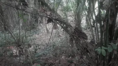Un pan de la forêt de Mvouna, lieu de la commission des faits.
