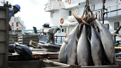 Pêche du thon dans les eaux gabonaises