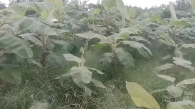 Plantation à Makouké