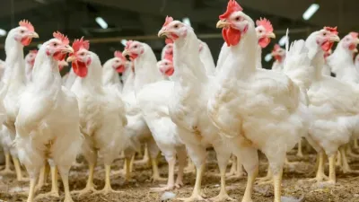 Poulet de chair