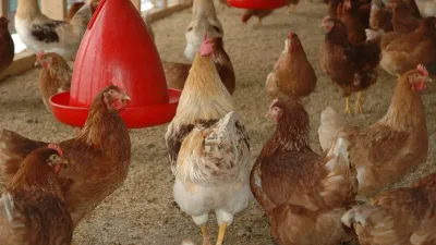 Elevage de poulet 