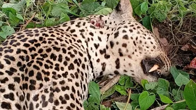 La panthère abattue à Ndangui