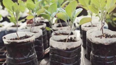 Semis dans des bouteilles plastiques