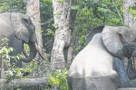 Des éléphants dans la zone de la Bokoue.