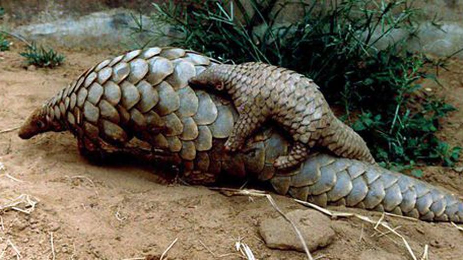 Espèces protégées : poursuivi pour détention et commercialisation de pangolin