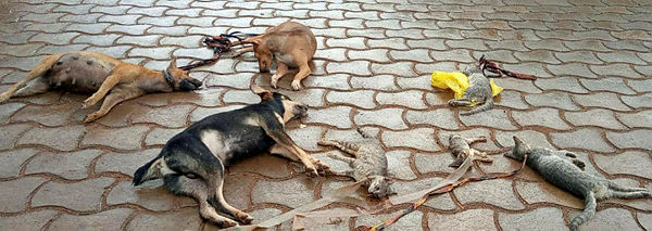 Tchibanga : Il empoisonne des chiens qui perturbaient son sommeil