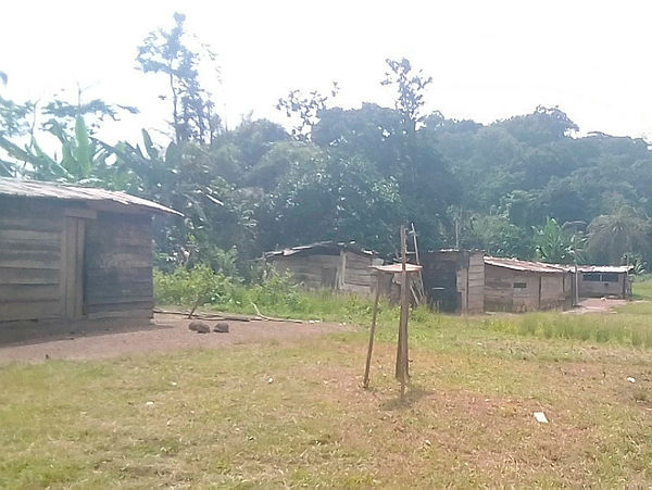 Découverte macabre : un quinquagénaire meurt en pleine forêt à Lebamba